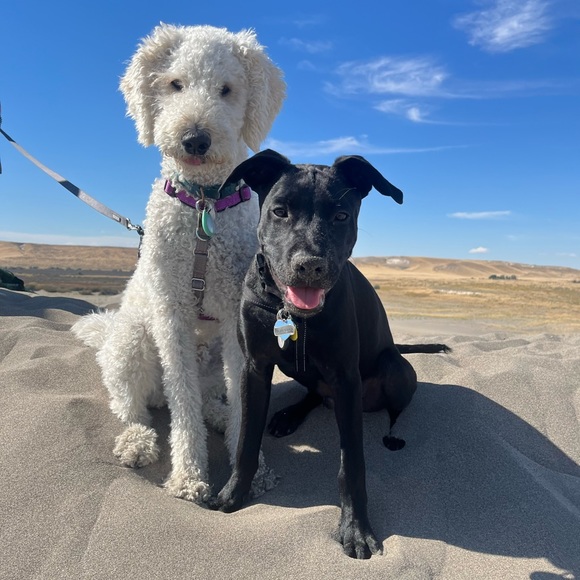 Meet your Posher, Krista - Picture 2 of 2